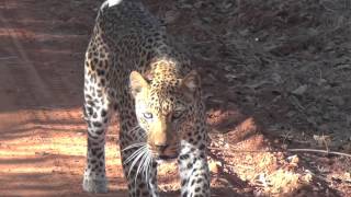 Big Cats And Baby Elephants Norman Carr Safaris Highlights