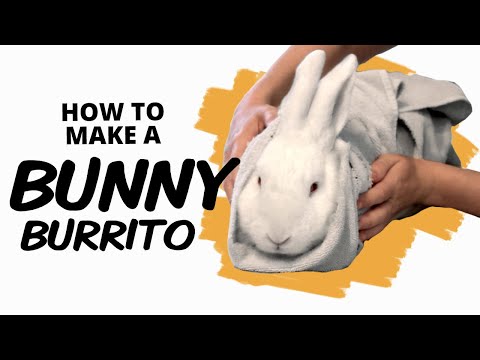 วีดีโอ: The Bored Bunny - วิธีการรับกระต่ายของคุณ