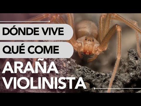 Dónde vive la ARAÑA VIOLINISTA y QUÉ COME 🕷️🌿 ¡CUIDADO! - YouTube