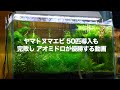ヤマトヌマエビ50匹で完敗も最後はアオミドロで優勝する動画