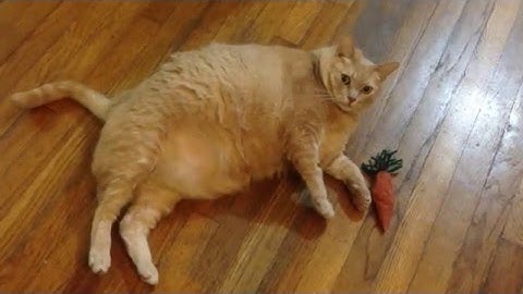Fat Cat & Catnip Carrot ~The Baron