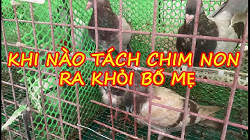 KHI NÀO TÁCH CHIM BỒ CÂU NON RA KHỎI BỐ MẸ | CÁC BẠN NÊN LƯU Ý