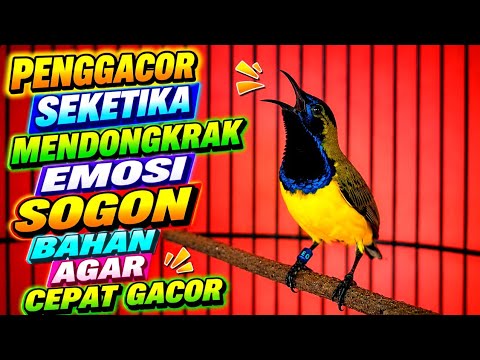 Naikan birahi dan emosi‼️ Pancingan sogon agar bunyi gacor ngleper