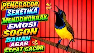 Naikan birahi dan emosi‼️ Pancingan sogon agar bunyi gacor ngleper