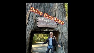 Avenue Of Giants And The Drive Thru Tree