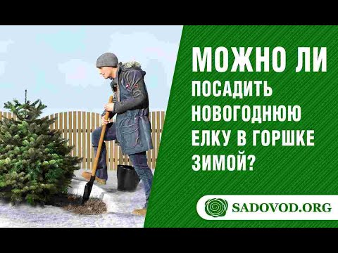 Можно ли посадить новогоднюю елку в горшке зимой