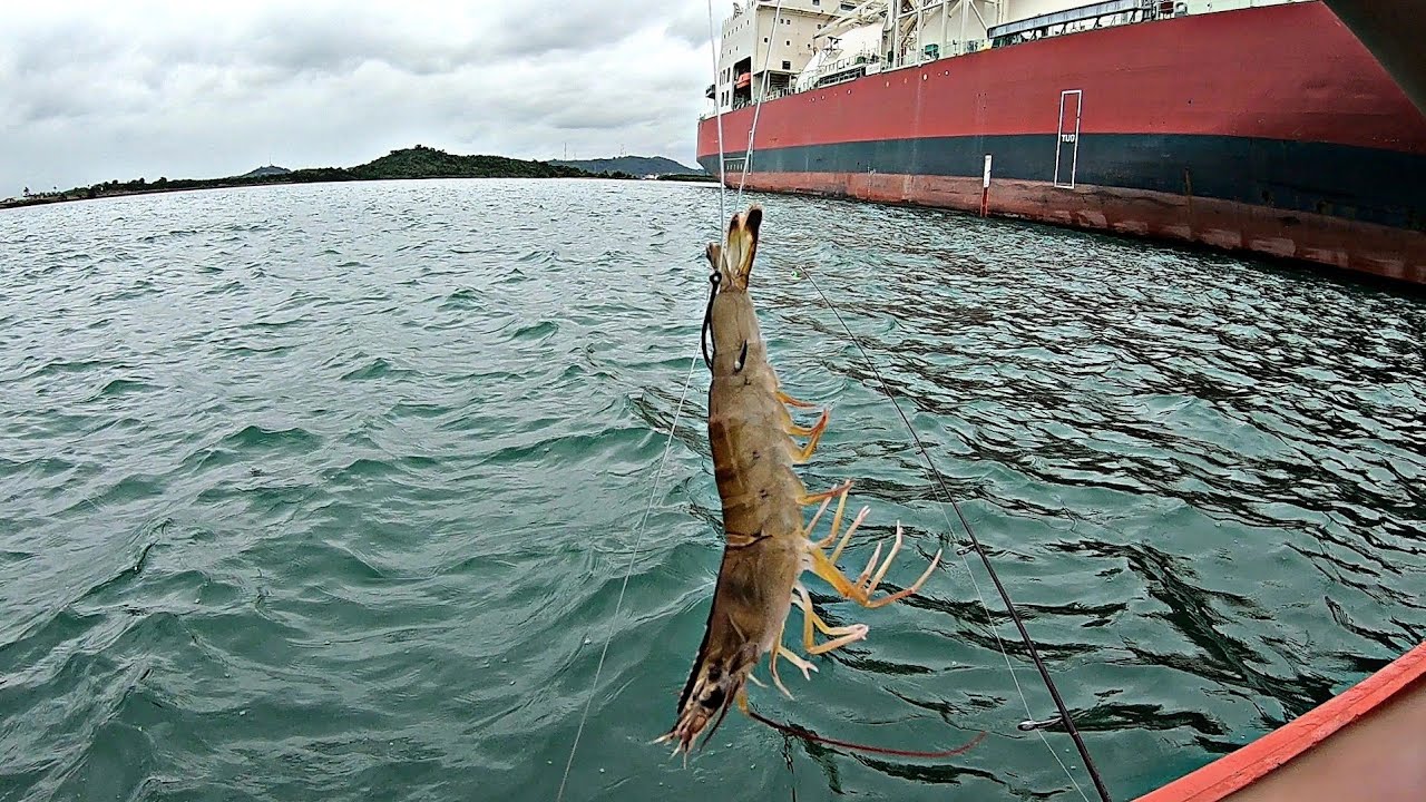Mancing Di Laut Menggunakan Umpan ini.Ditarik ikan Besar Sampai Kewalahan