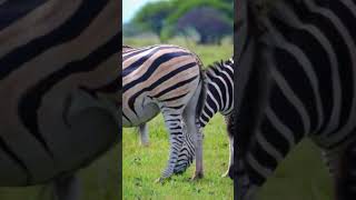 Zebra Closeup