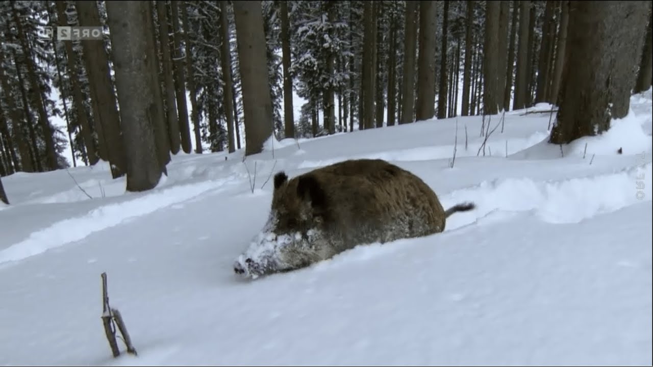 [ReUpload] Universum - Wildschweine: Das Comeback