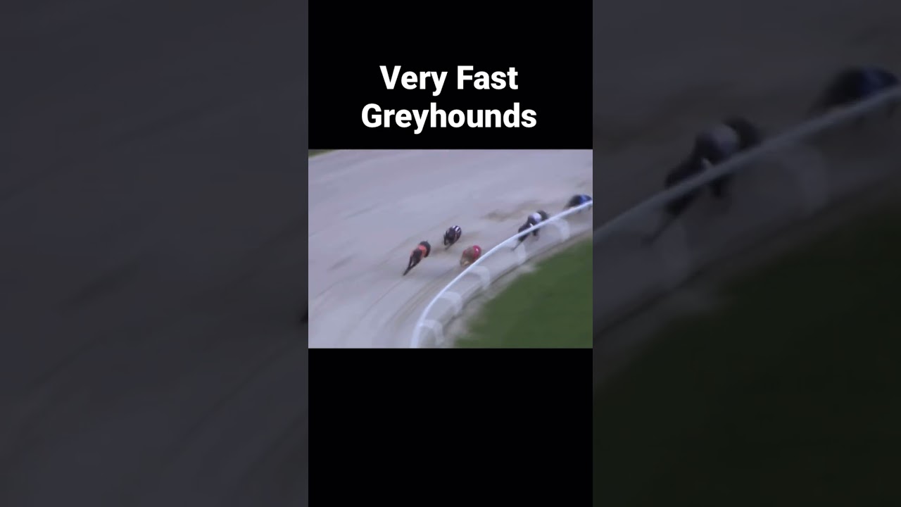 Greyhound Sprint Race 