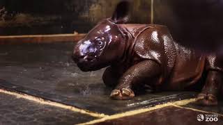 Our greater one-horned rhino calf born on january 4, 2018 was exposed
to water for the first time 8th, but being only four days old, he not
to...