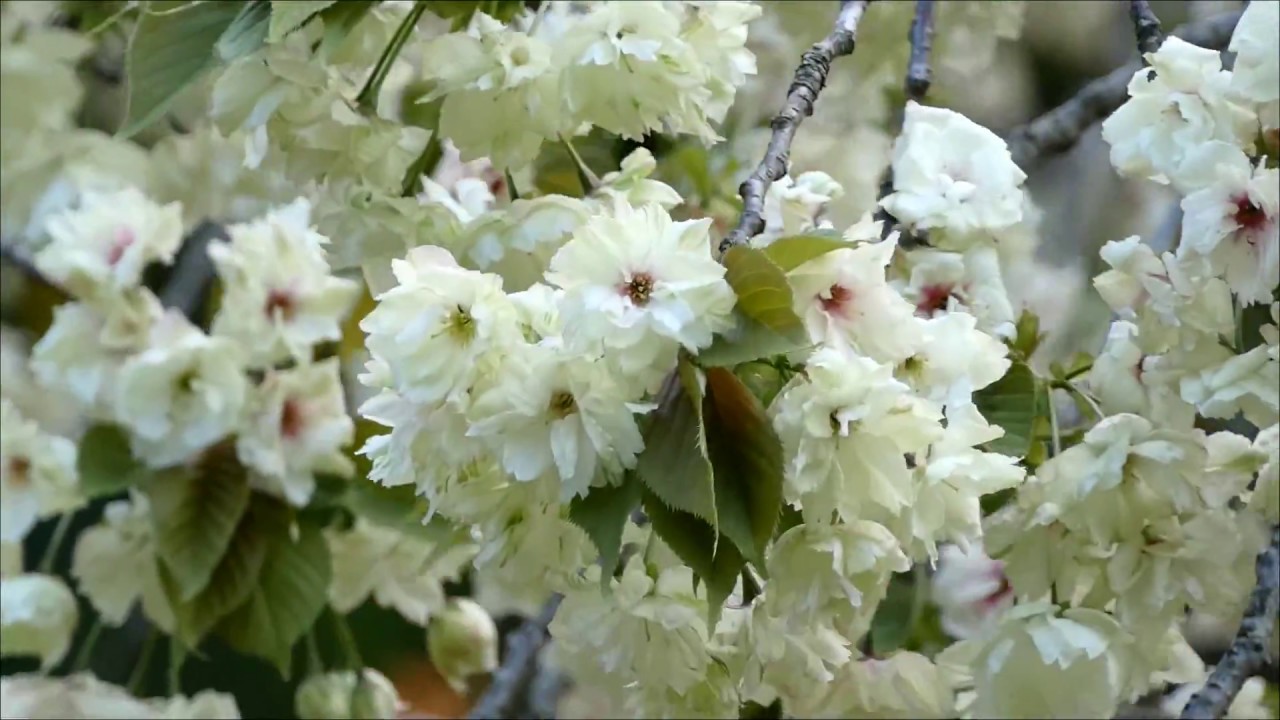 鬱金桜と関山桜 Youtube