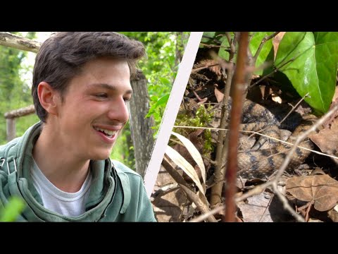 Filmer un accouplement de serpents!? INSECTOPODE