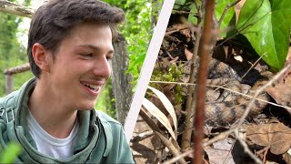 Filmer Un Accouplement De Serpents? Insectopode