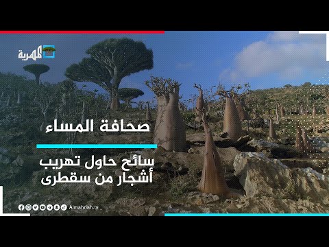 إيقاف سائح تشيكي حاول تهريب أشجار من جزيرة سقطرى صحافة المساء