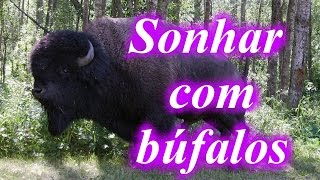 Sonhar com Búfalos . Significado dos Sonhos