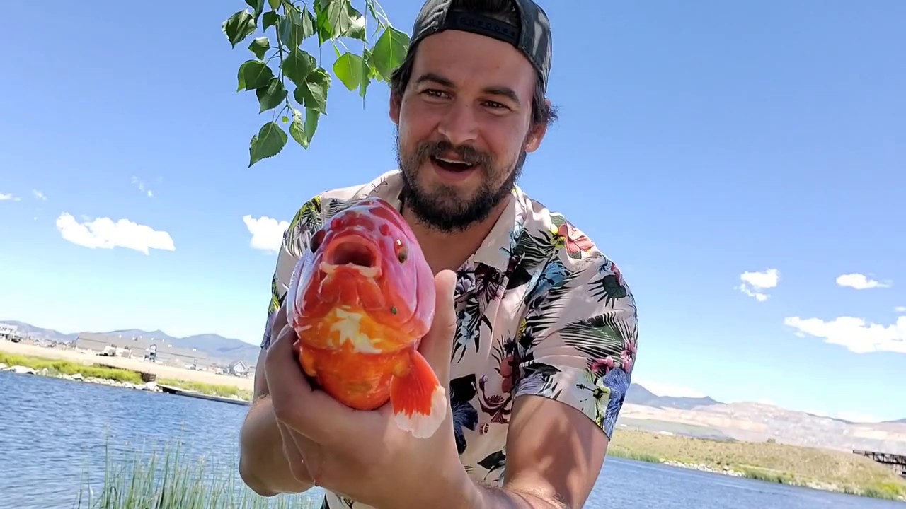 Catch Clean and Cook Goldfish. - YouTube