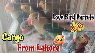 Love Bird Parrots Buy From Lahore | Lovebird Parrots Farming | Birds Cargo From Lahore | Pets Vlog