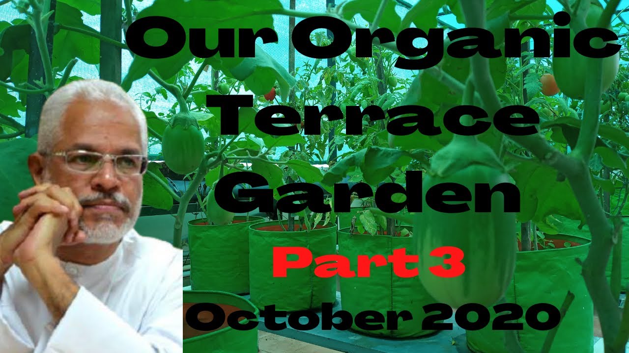 Our New Organic Terrace Garden Part 3 - YouTube