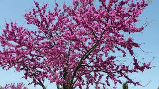 Detailed The Rising Sun Redbud tree in bloom. Profile