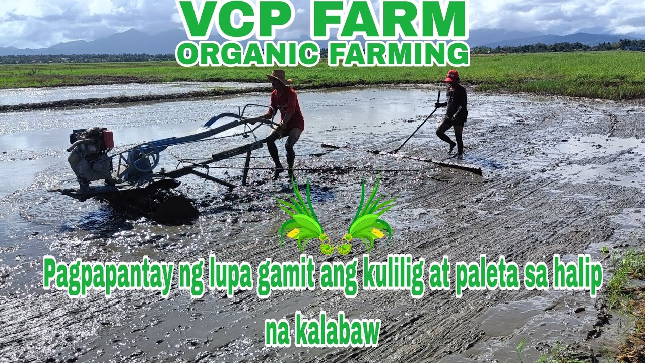 PAGPAPANTAY NG LUPA GAMIT ANG KULIGLIG AT PALETA SA HALIP NA KALABAW