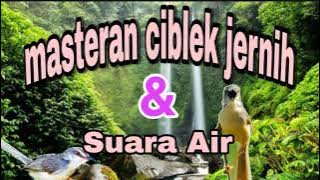 Masteran Burung Ciblek Jernih dan Terapi Suara Air