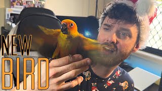 MEET MY BABY SUN CONURE by Aaron Lewis 217 views 5 months ago 4 minutes, 8 seconds