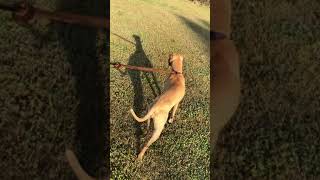 Ch Nala At Green Country Apbt Club Adba Show