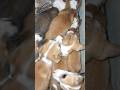 bby dog's💥❤️. #dogvideos #bbydogs #babydoge #trending #shortvideo