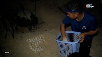 Côn Đảo vào mùa rùa đẻ trứng | BRTgo