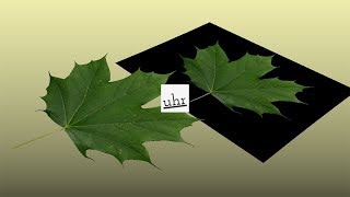 Celebrity Maya: A Maple Leaf [NURBS and Texture] Wealth