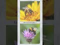 IMPORTANT!!!Bees: Why Cross-Pollination Matters!#facts #shorts #motivation #interesting #nature #bee