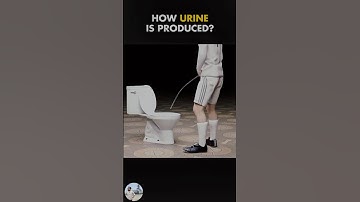How Urine Is Produced Inside Human Body? 3D Animation #urine #3danimation #human #shorts #shortsfeed