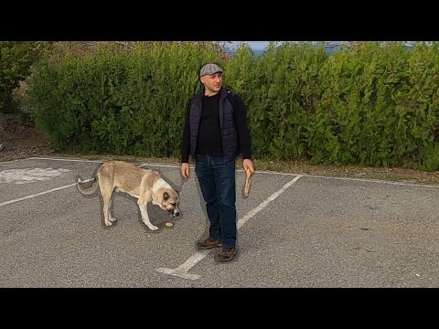 ჩანახატი \"უპატრონო ძაღლი\"