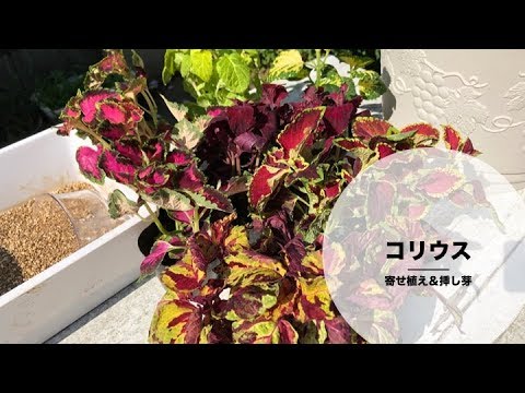 コリウスの種類 育て方 寄せ植え方 増やし方 挿し芽 まとめ Elbaz Farm