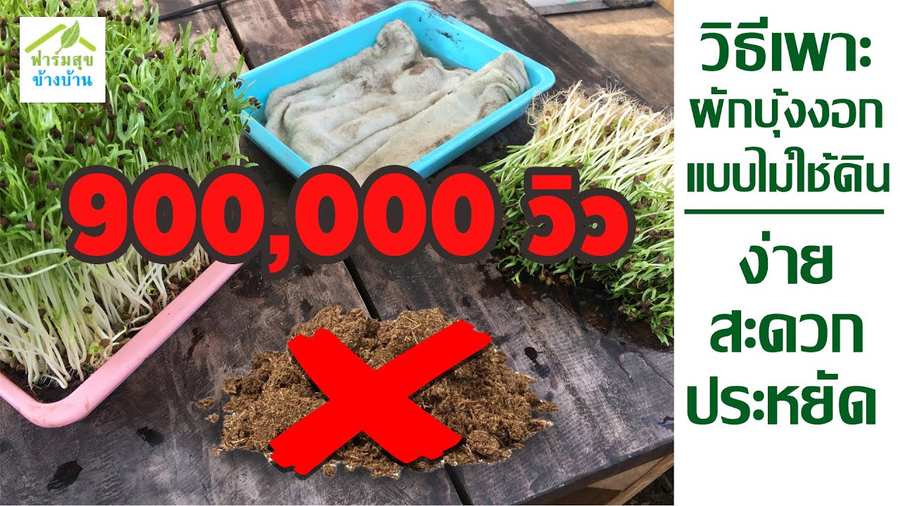 วิธีเพาะผักบุ้งงอกโดยไม่ใช้ดิน  ง่าย/สะดวก/ประหยัด/ ฟาร์มสุขข้างบ้าน