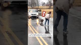 A couple rescued a bald eagle stuck on busy road #shorts