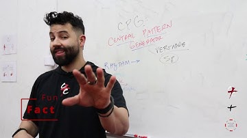 Curtis Clay Training | Central Pattern Generator (CPG)