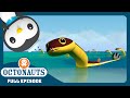Octonauts The Yellow Bellied Sea Snakes Season 4 Full Episode Cartoons For Kids 