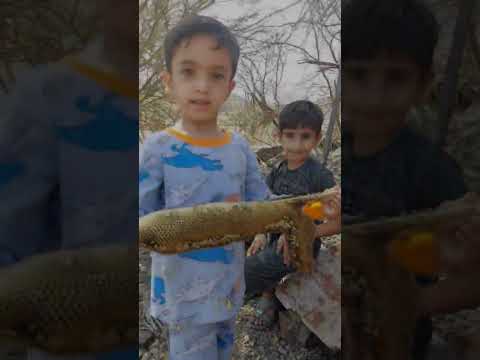      نحل العسل نحل حب    عسل أبو طويق