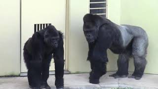 シャバーニ家族 696  Shabani family gorilla