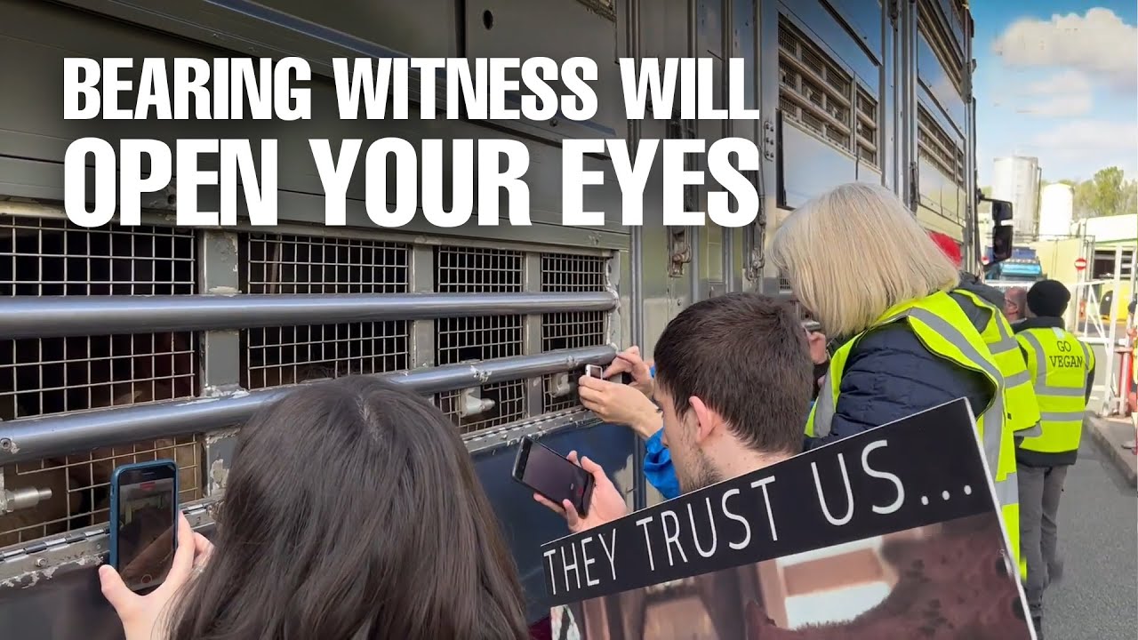 What happens at a pig save vigil? What we saw broke our heart