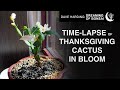Time-lapse of Thanksgiving Cactus In Bloom, November 2024
