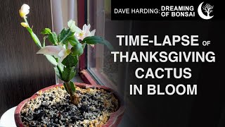 Time-lapse of Thanksgiving Cactus In Bloom, November 2024