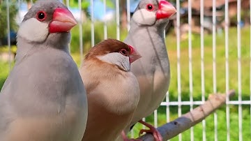 Java sparrow sound: java sparrows sing so loundly. Java finch sing like tomorrow they won