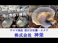 ふるさと応援！【(株)神栄】～味と食感で勝負！サロマ湖のホタテと牡蠣～