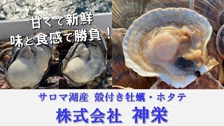 ふるさと応援！【(株)神栄】～味と食感で勝負！サロマ湖のホタテと牡蠣～