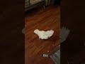 Ondeugend 😂 happy kaketoe’s #cockatoo #birds #parrot #cockatiel