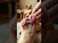 Why Does My Dog Lick Its Paws? Understanding Canine Behavior and Psychological Triggers