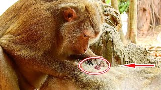 Amazing !! Big Pigtail Monkey Come To Offer Best Grooming For Big Tara monkey During Baby Sleep Well